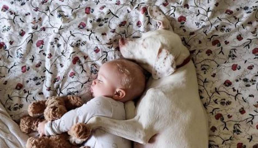 Gracias a su encantador dueño, la vida del pobre perro ha vuelto a ...